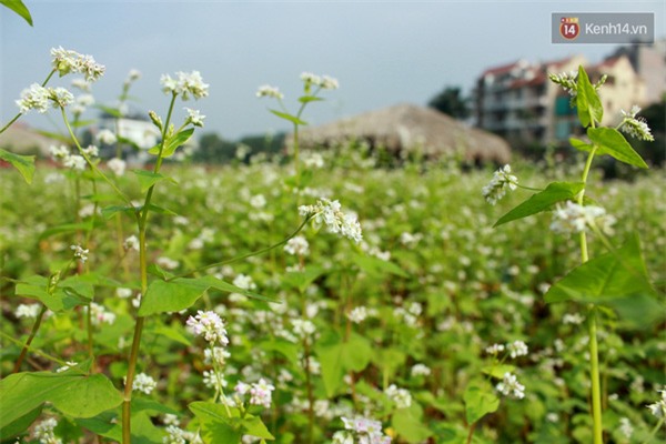 Chủ nhân thung lũng hoa Hồ Tây: