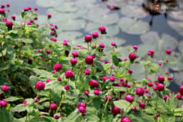 Chủ nhân thung lũng hoa Hồ Tây: 