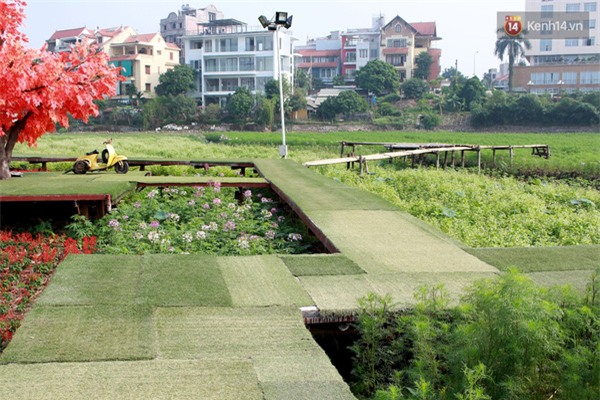 Chủ nhân thung lũng hoa Hồ Tây: 