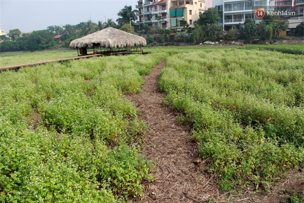 Chủ nhân thung lũng hoa Hồ Tây: