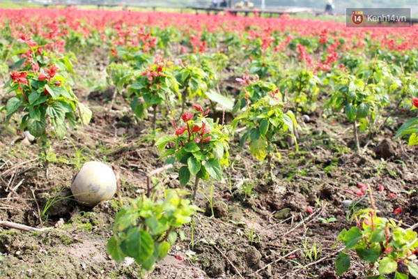 Chủ nhân thung lũng hoa Hồ Tây: 