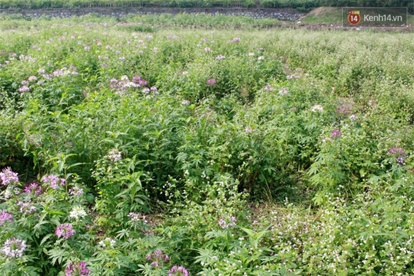 Chủ nhân thung lũng hoa Hồ Tây: 