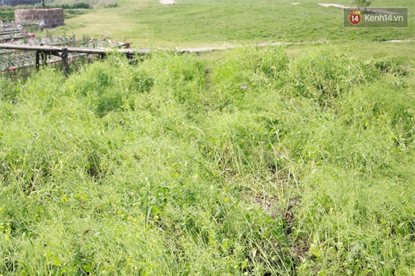 Chủ nhân thung lũng hoa Hồ Tây: 