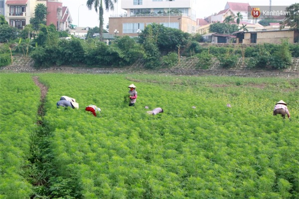 Chủ nhân thung lũng hoa Hồ Tây:
