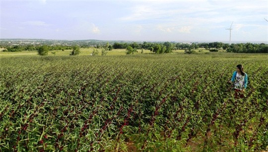 Cánh đồng hoa bụp giấm bát ngát ở Bình Thuận.