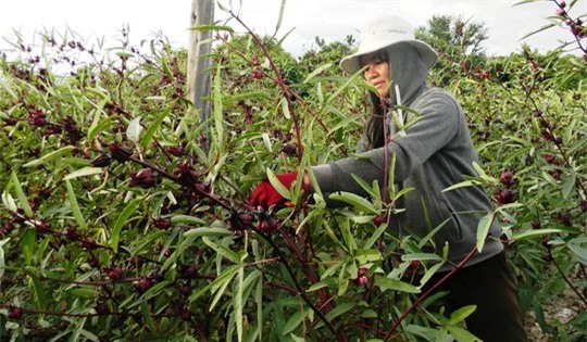 Người dân thu hoạch hoa bụp giấm hay atisô đỏ để bán cho thương lái.