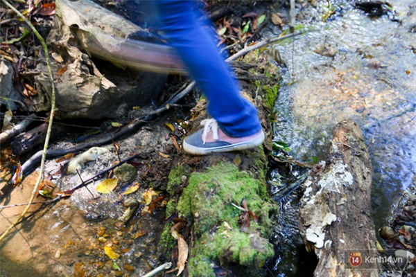 Mê mẩn với cánh rừng lá phong độc nhất vô nhị tại Đà Lạt - Ảnh 12.