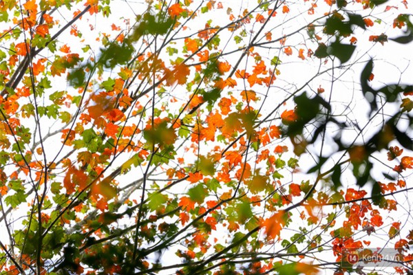 Mê mẩn với cánh rừng lá phong độc nhất vô nhị tại Đà Lạt - Ảnh 14.