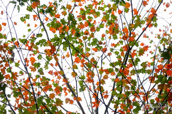 Mê mẩn với cánh rừng lá phong độc nhất vô nhị tại Đà Lạt - Ảnh 15.