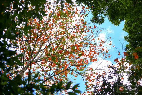 Mê mẩn với cánh rừng lá phong độc nhất vô nhị tại Đà Lạt - Ảnh 17.