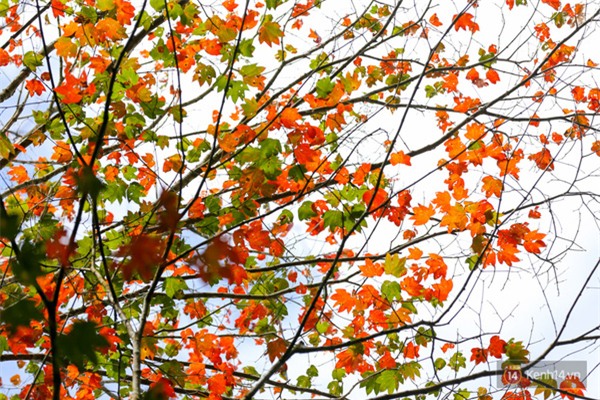 Mê mẩn với cánh rừng lá phong độc nhất vô nhị tại Đà Lạt - Ảnh 18.