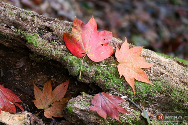 Mê mẩn với cánh rừng lá phong độc nhất vô nhị tại Đà Lạt - Ảnh 2.