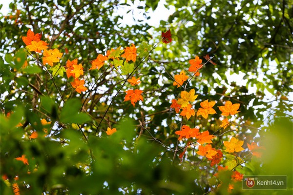 Mê mẩn với cánh rừng lá phong độc nhất vô nhị tại Đà Lạt - Ảnh 20.
