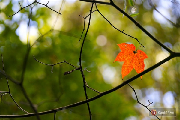 Mê mẩn với cánh rừng lá phong độc nhất vô nhị tại Đà Lạt - Ảnh 22.