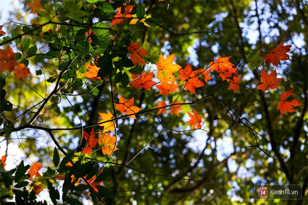 Mê mẩn với cánh rừng lá phong độc nhất vô nhị tại Đà Lạt - Ảnh 23.
