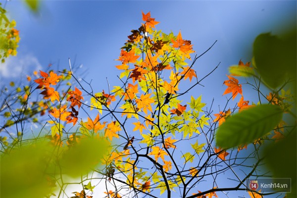 Mê mẩn với cánh rừng lá phong độc nhất vô nhị tại Đà Lạt - Ảnh 24.