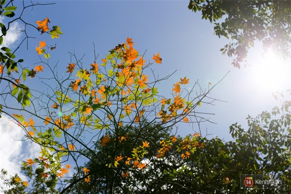 Mê mẩn với cánh rừng lá phong độc nhất vô nhị tại Đà Lạt - Ảnh 25.