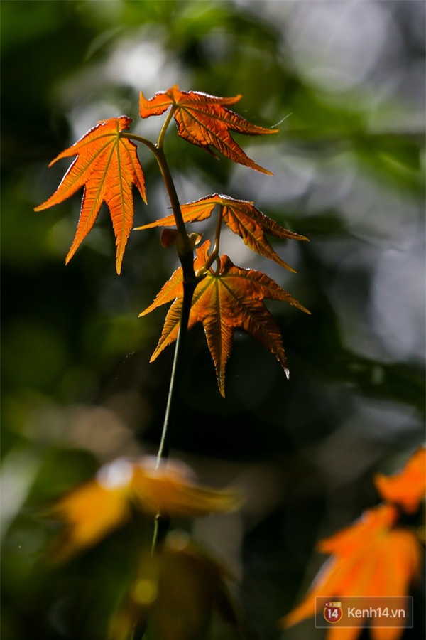 Mê mẩn với cánh rừng lá phong độc nhất vô nhị tại Đà Lạt - Ảnh 27.