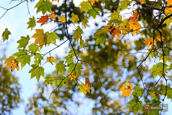 Mê mẩn với cánh rừng lá phong độc nhất vô nhị tại Đà Lạt - Ảnh 30.