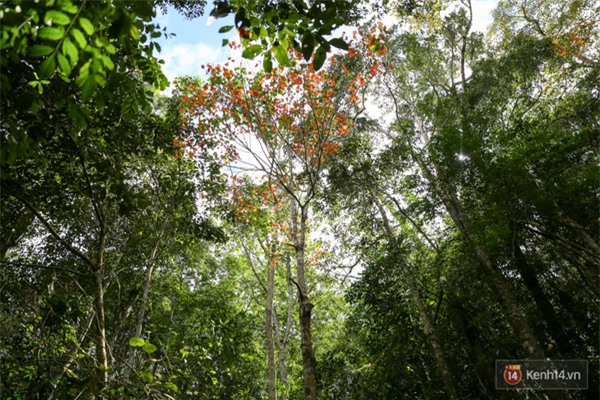 Mê mẩn với cánh rừng lá phong độc nhất vô nhị tại Đà Lạt - Ảnh 31.