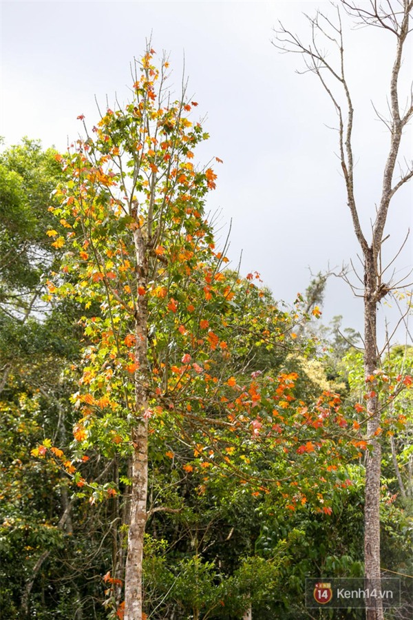 Mê mẩn với cánh rừng lá phong độc nhất vô nhị tại Đà Lạt - Ảnh 32.