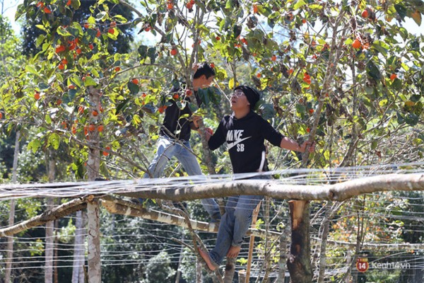 Mê mẩn với cánh rừng lá phong độc nhất vô nhị tại Đà Lạt - Ảnh 33.