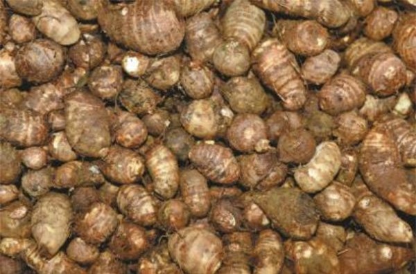 khoai môn, Trung Quốc, tẩy trắng, hóa chất, thực phẩm, ung thư, khoai-môn, Trung-Quốc, tẩy-trắng, hóa-chất, thực-phẩm, ung-thư,