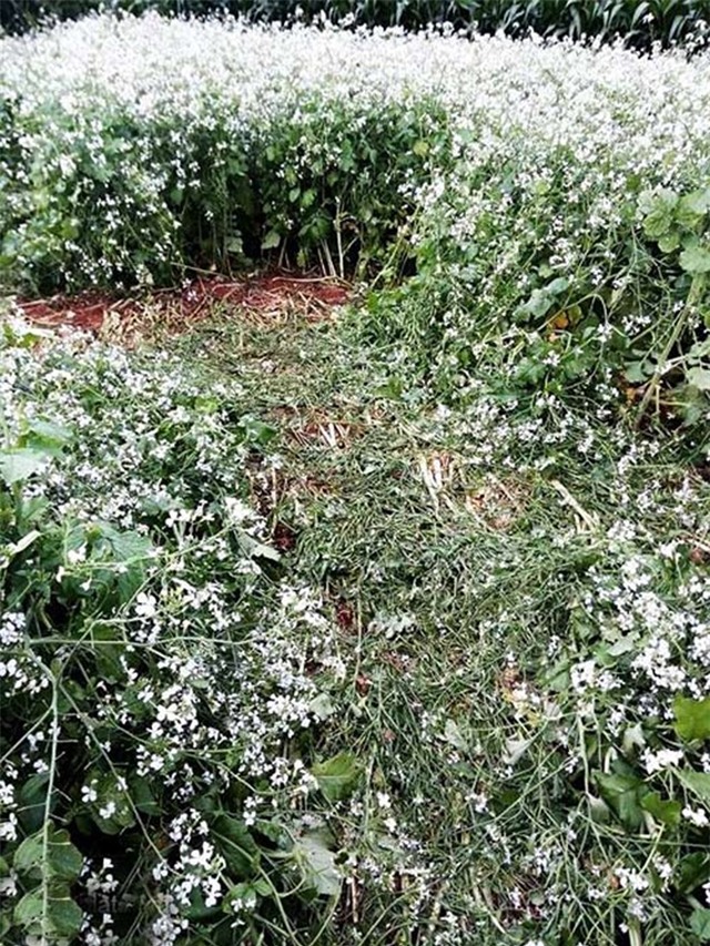 Khách đổ về Đà Lạt, nông dân bỏ việc canh vườn