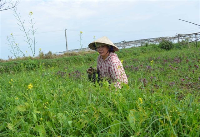 500 dong/bo re nhu cho, rau sach vietgap bi... cat bo de bo an hinh anh 1