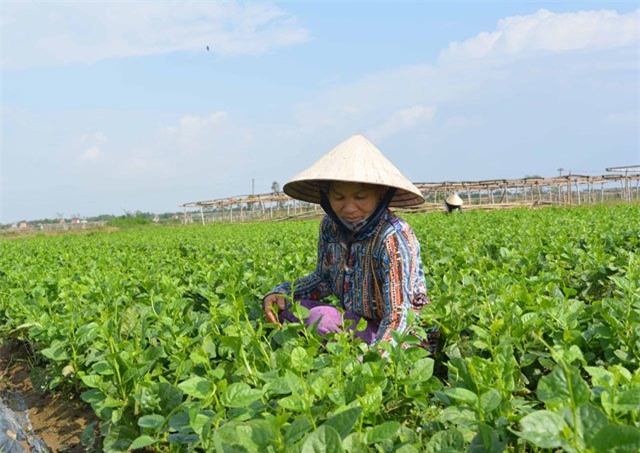 500 dong/bo re nhu cho, rau sach vietgap bi... cat bo de bo an hinh anh 3