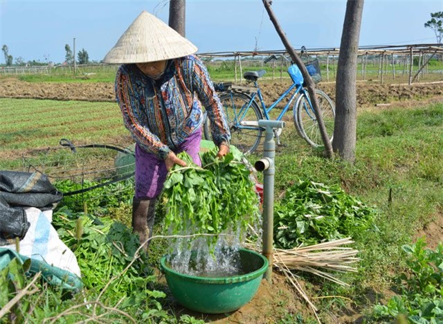 500 dong/bo re nhu cho, rau sach vietgap bi... cat bo de bo an hinh anh 4