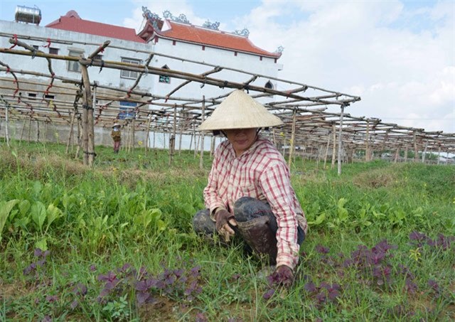500 dong/bo re nhu cho, rau sach vietgap bi... cat bo de bo an hinh anh 5