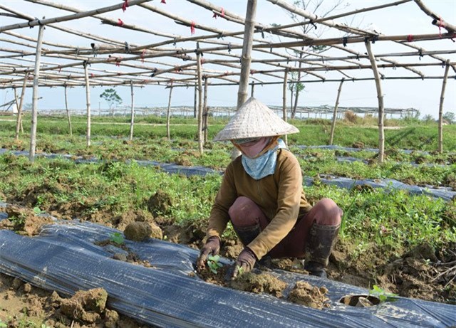 500 dong/bo re nhu cho, rau sach vietgap bi... cat bo de bo an hinh anh 7