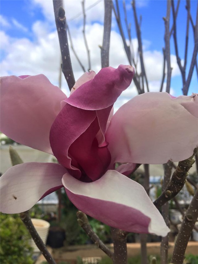 lùng mua mộc lan, hoa mộc lan, Trung Quốc, chơi Tết, Tết Nguyên đán, hoa đào, lùng-mua-mộc-lan, hoa-mộc-lan, Trung-Quốc, chơi-Tết, Tết-Nguyên-đán, hoa-đào