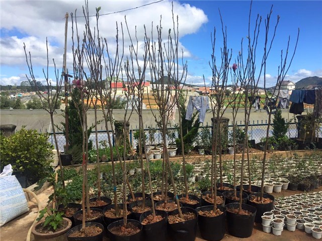 lùng mua mộc lan, hoa mộc lan, Trung Quốc, chơi Tết, Tết Nguyên đán, hoa đào, lùng-mua-mộc-lan, hoa-mộc-lan, Trung-Quốc, chơi-Tết, Tết-Nguyên-đán, hoa-đào