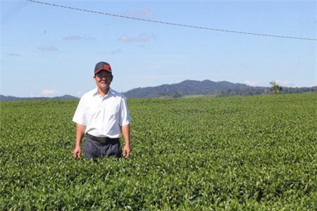 ông chủ, chè ô long, tỷ phú, nông dân, trồng chè, chè Đài Loan, ông-chủ, chè-ô-long, tỷ-phú, nông-dân, trồng-chè, chè-Đài-Loan