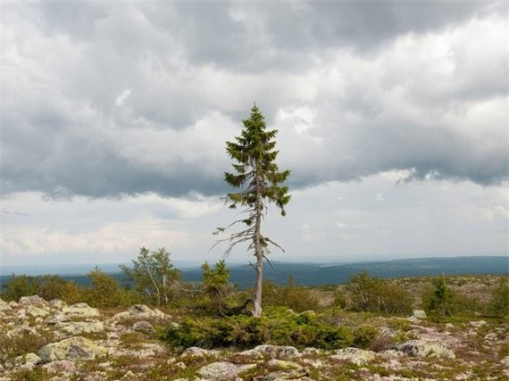Với chiều cao chỉ khoảng 4,8 m, cây Old Tjikko khá nhỏ bé so với những họ hàng 25 m của mình ở núi Fulufjället, Thụy Điển. Tuy nhiên, cây tùng bách tuyệt vời này được công nhận là cây vô tính đơn thân cổ xưa nhất thế giới.