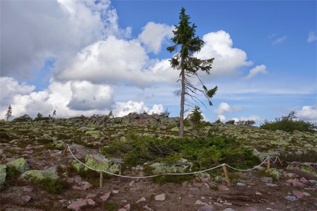 Do thời tiết khắc nghiệt trên núi, Tjikko tồn tại dưới dạng cây bụi và mới chỉ đạt chiều cao hiện tại trong thế kỷ qua. Ảnh: Hans-orjan/Blogspot.