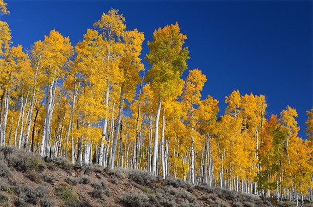 Hay Pando - khu rừng ở Utah (Mỹ) mọc từ một cây duy nhất, ước tính khoảng 80-100 nghìn năm tuổi. Ảnh: Cafe-sciences.