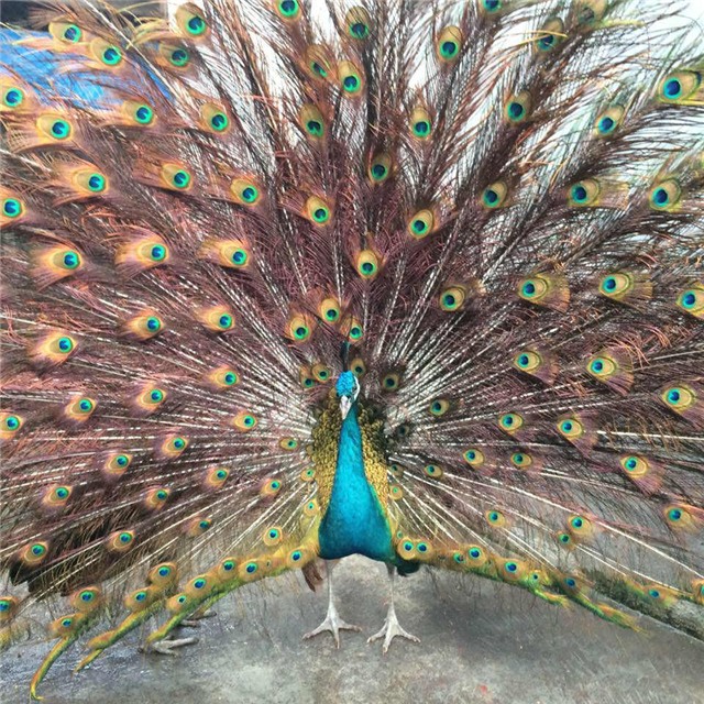 ruc rich san chim quy