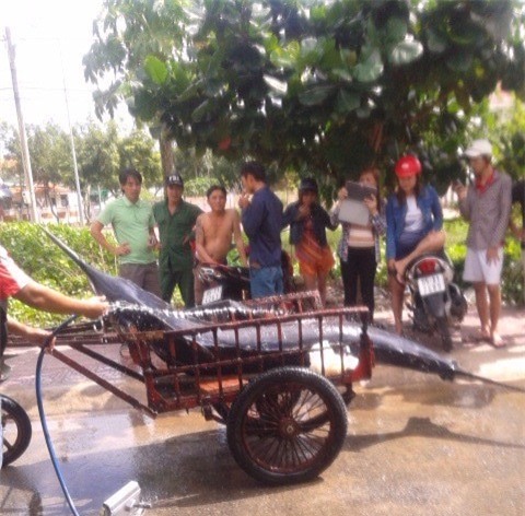 Ngư dân, Côn Đảo, cá thu, cá khủng, thủy quái, đổi đời, nông dân, Ngư-dân, Côn-Đảo, cá-thu, cá-khủng, thủy-quái, đổi-đời, nông-dân,