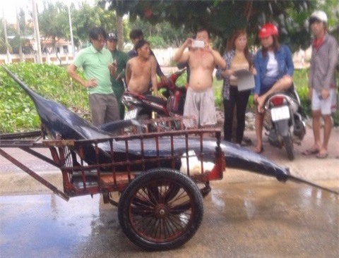 Ngư dân, Côn Đảo, cá thu, cá khủng, thủy quái, đổi đời, nông dân, Ngư-dân, Côn-Đảo, cá-thu, cá-khủng, thủy-quái, đổi-đời, nông-dân,