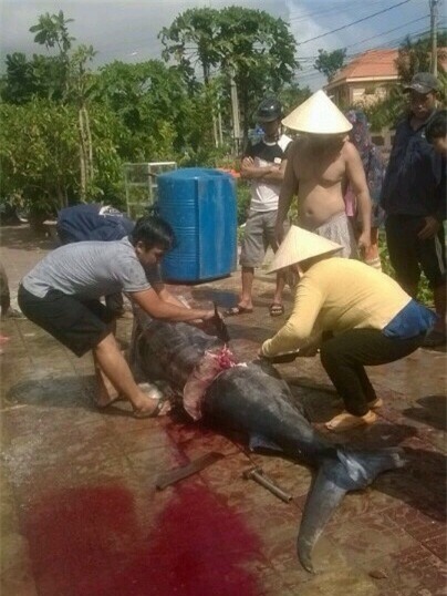 Ngư dân, Côn Đảo, cá thu, cá khủng, thủy quái, đổi đời, nông dân, Ngư-dân, Côn-Đảo, cá-thu, cá-khủng, thủy-quái, đổi-đời, nông-dân,