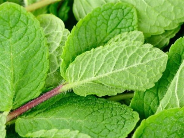 Lá bạc hà có thể giảm các triệu chứng đầy bụng, khó tiêu. Một ly nước bạc hà mỗi sáng giúp thanh lọc cơ thể, tẩy sạch cặn bã trong đường tiêu hóa.