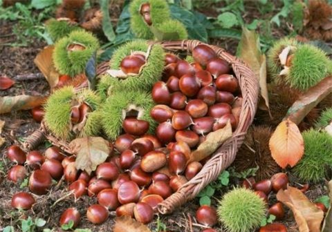 Trung Quốc, hạt dẻ, Trùng Khánh