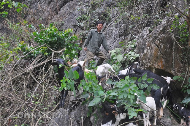 Nhà giàu, dê rừng, thịt sạch, đặc sản, ăn Tết