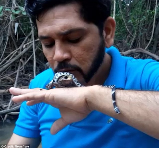 rắn độc, động vật, côn trùng, sống lạ, vietnamnet, vnn, tin nong, tin moi, vietnamnet.vn; doc bao