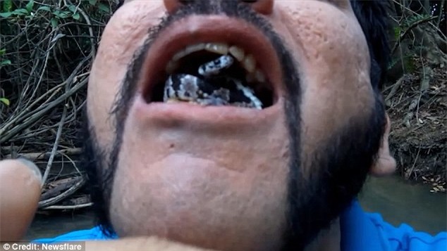 rắn độc, động vật, côn trùng, sống lạ, vietnamnet, vnn, tin nong, tin moi, vietnamnet.vn; doc bao