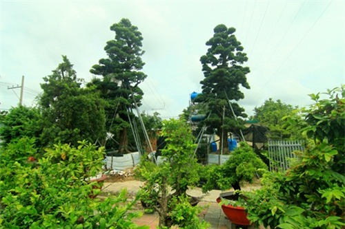 Cây cảnh, tiền tỷ, vường kiểng, nghệ nhân, đại gia, Phiến cá, vườn cảnh, cây mai, cây sanh, siêu cây, cây khế, cây tùng, cây-cảnh, tiền-tỷ, vường-kiểng, nghệ-nhân, đại-gia, Phiến-cá, vườn-cảnh, cây-mai, cây-sanh, siêu-cây, cây-khế, cây-tùng