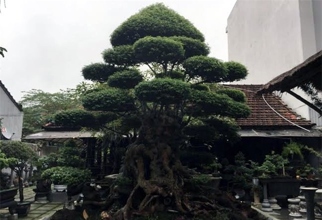 Cây cảnh, tiền tỷ, vường kiểng, nghệ nhân, đại gia, Phiến cá, vườn cảnh, cây mai, cây sanh, siêu cây, cây khế, cây tùng, cây-cảnh, tiền-tỷ, vường-kiểng, nghệ-nhân, đại-gia, Phiến-cá, vườn-cảnh, cây-mai, cây-sanh, siêu-cây, cây-khế, cây-tùng